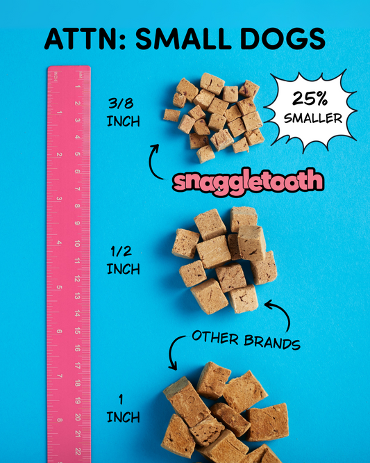 The Best Treats for Small Dogs: Why Size & Calories Matter