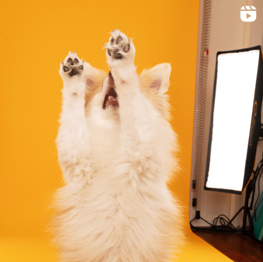 The Treat Hierarchy: Why Your Dog Ignores Some Treats (and What 'High Value' Actually Means)