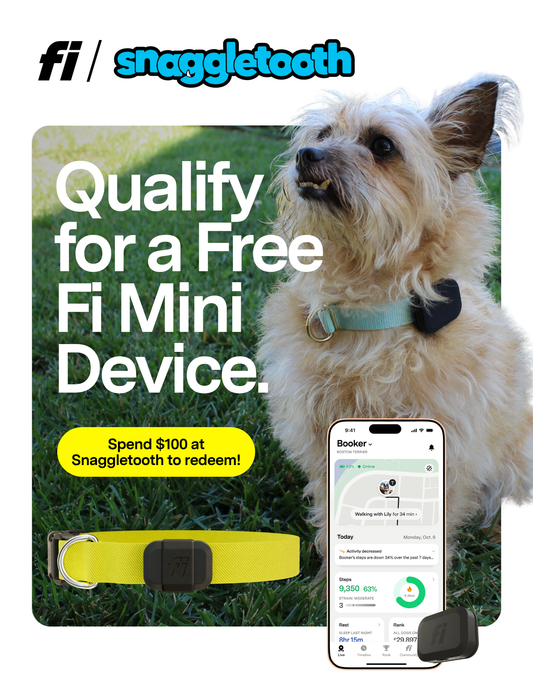 Snaggletooth Partners with Fi for Fi Mini Promotion